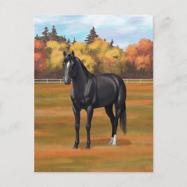 Beautiful Black Quarter Horse Stallion Postcard (Front)