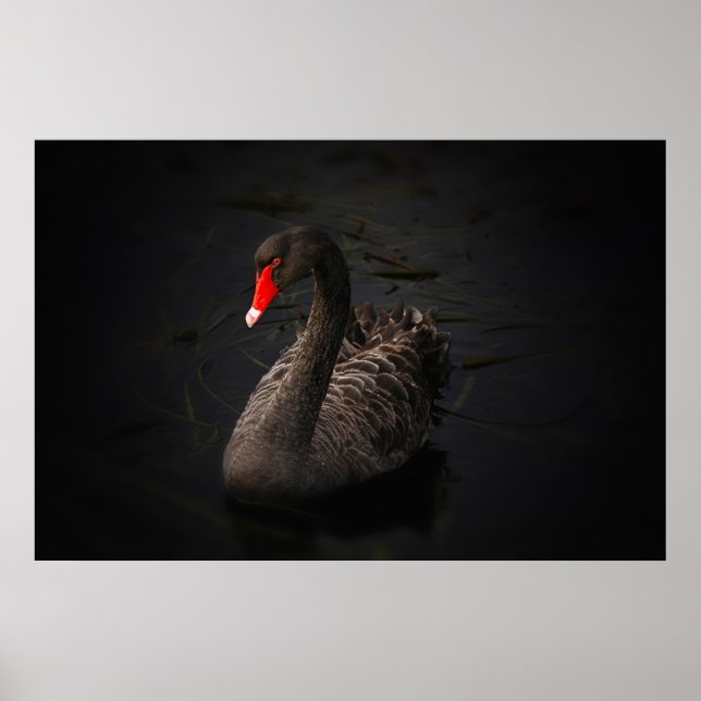 Beautiful black swan poster (Front)