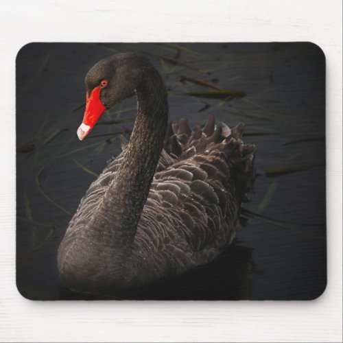 Beautiful Black Swan Swimming on a River Mouse Pad