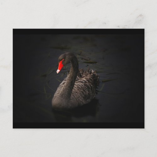 Beautiful Black Swan Swimming on a River Postcard