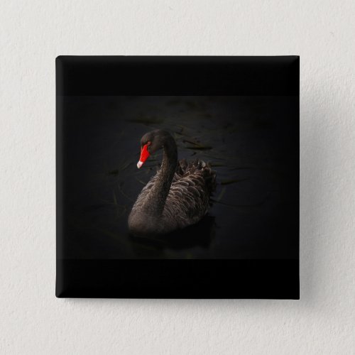 Beautiful Black Swan with a Bright Red Beak Button