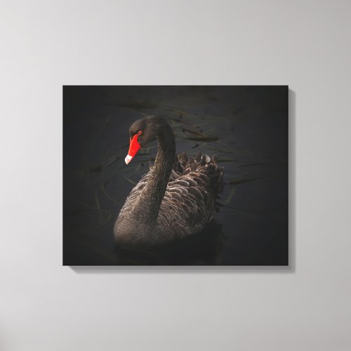 Beautiful Black Swan with a Bright Red Beak Canvas Print
