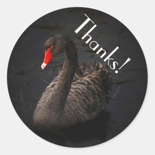 Beautiful Black Swan with a Bright Red Beak Classic Round Sticker