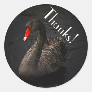 Beautiful Black Swan with a Bright Red Beak Classic Round Sticker