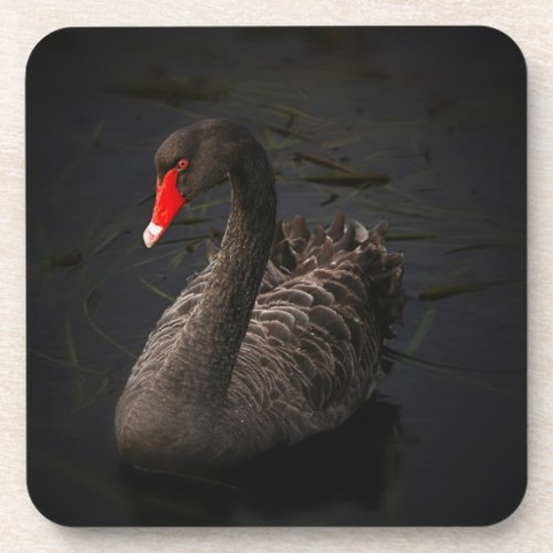 Beautiful Black Swan with a Bright Red Beak Drink Coaster