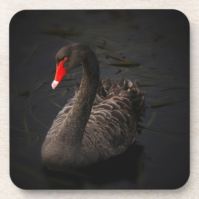 Beautiful Black Swan with a Bright Red Beak Drink Coaster (Front)