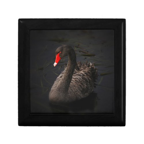 Beautiful Black Swan with a Bright Red Beak Gift Box