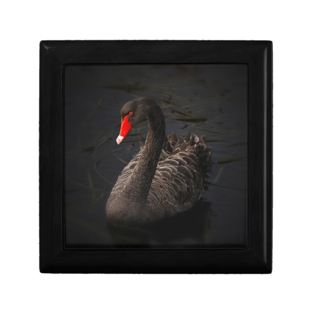 Beautiful Black Swan with a Bright Red Beak Gift Box (Front)