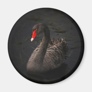 Beautiful Black Swan with a Bright Red Beak Magnet