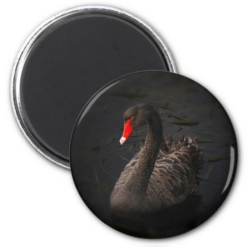 Beautiful Black Swan with a Bright Red Beak Magnet