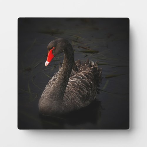 Beautiful Black Swan with a Bright Red Beak Plaque