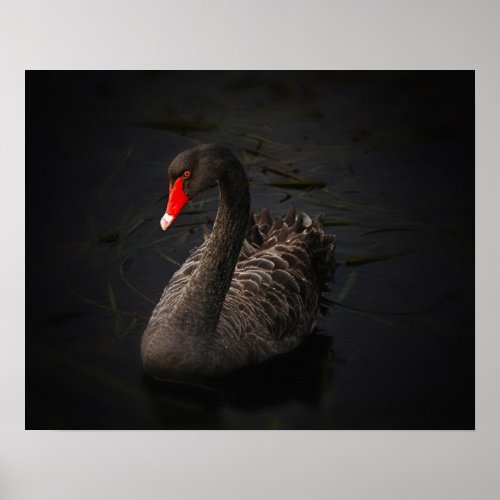 Beautiful Black Swan with a Bright Red Beak Poster