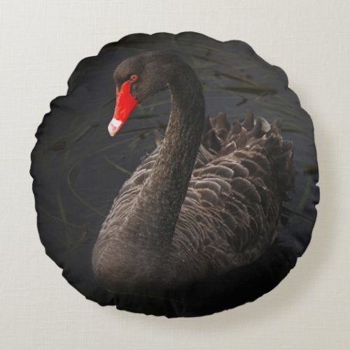 Beautiful Black Swan with a Bright Red Beak Round Pillow