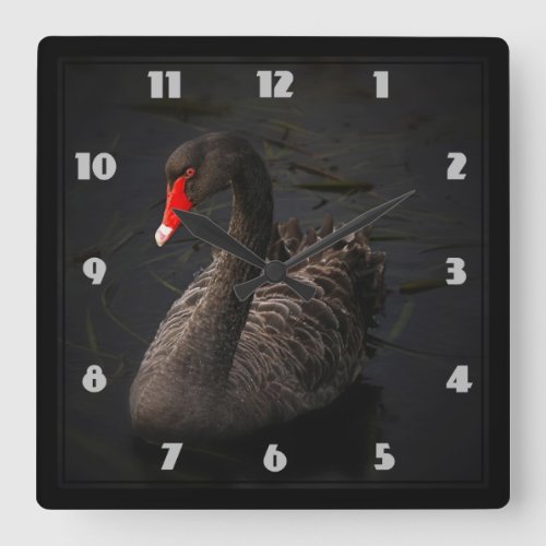 Beautiful Black Swan with a Bright Red Beak Square Wall Clock