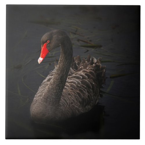 Beautiful Black Swan with a Bright Red Beak Tile
