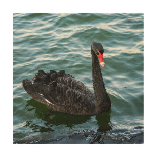 Beautiful Black Swan Wood Wall Art
