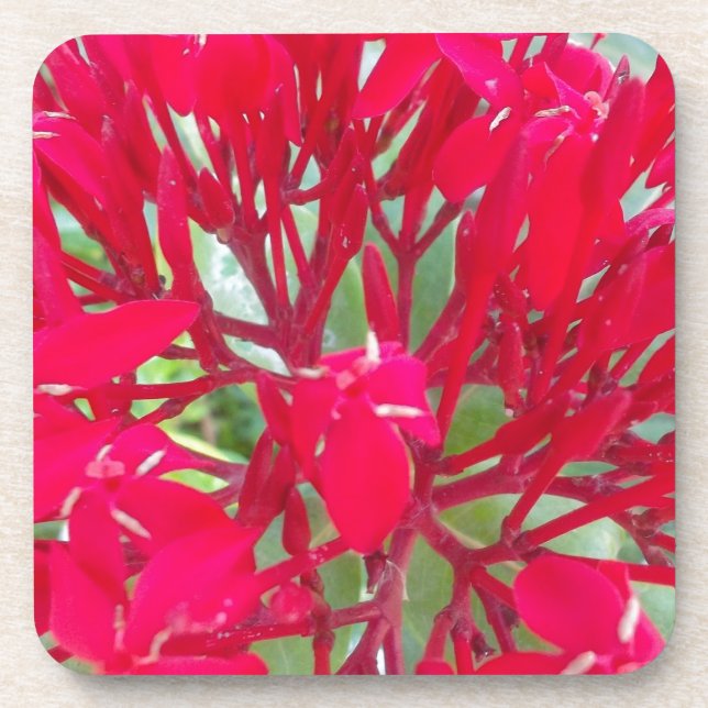 Beautiful Blood Flower Milkweed Art Print/Graphic Beverage Coaster (Front)