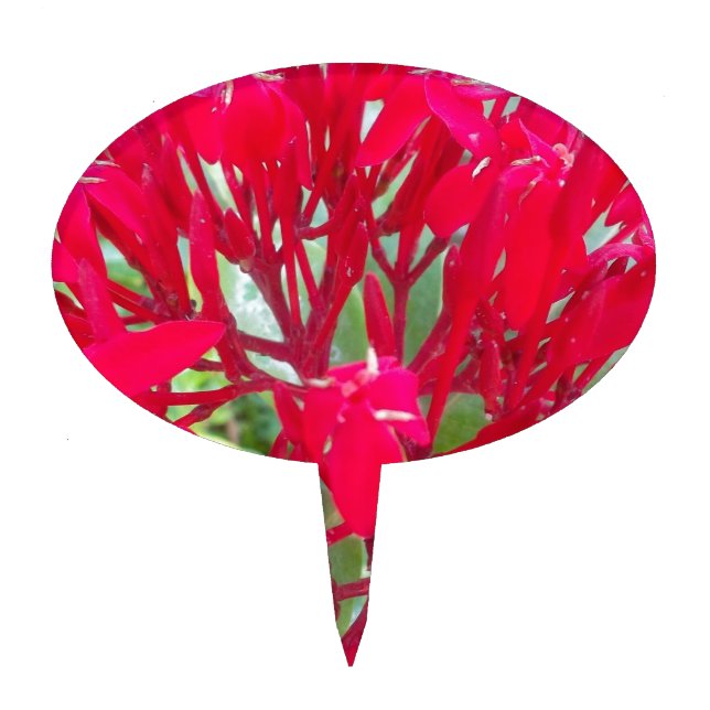 Beautiful Blood Flower Milkweed Art Print/Graphic Cake Topper (Front)