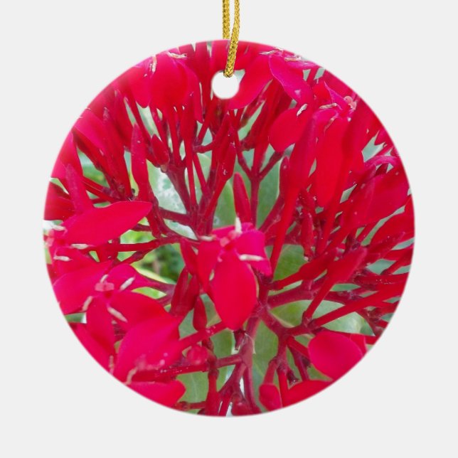 Beautiful Blood Flower Milkweed Art Print/Graphic Ceramic Ornament (Front)