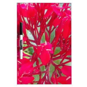 Beautiful Blood Flower Milkweed Art Print/Graphic Dry-Erase Board