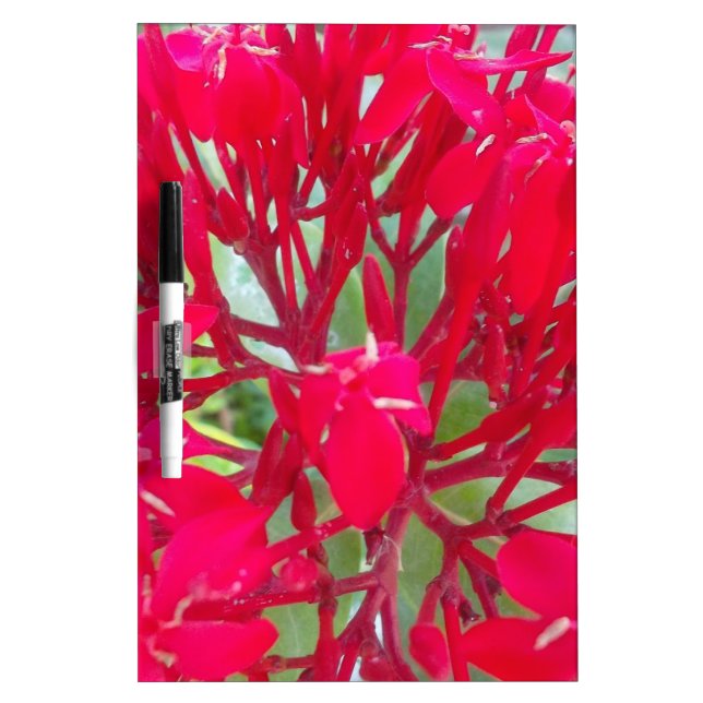 Beautiful Blood Flower Milkweed Art Print/Graphic Dry-Erase Board (Front)