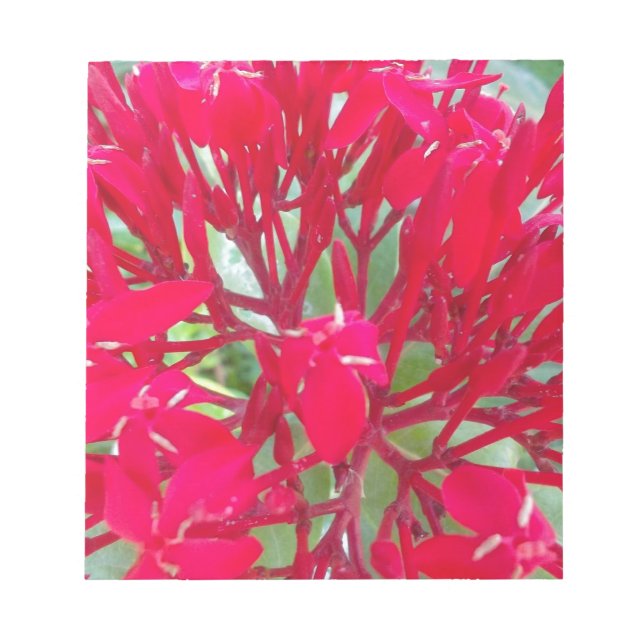 Beautiful Blood Flower Milkweed Art Print/Graphic Notepad (Front)