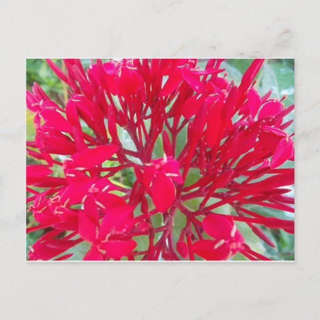 Beautiful Blood Flower Milkweed Art Print/Graphic Postcard (Front)