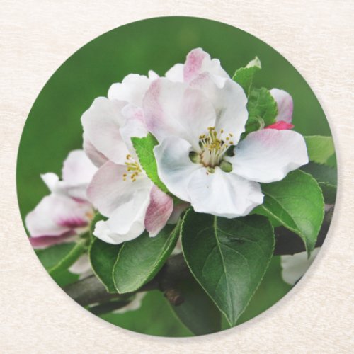 Beautiful Blooming Apple Tree Spring Coasters