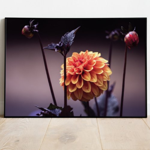 Beautiful Blooming Dahlia Poster