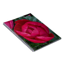 Beautiful Blooming Red Peony 