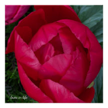 Beautiful Blooming Red Peony 