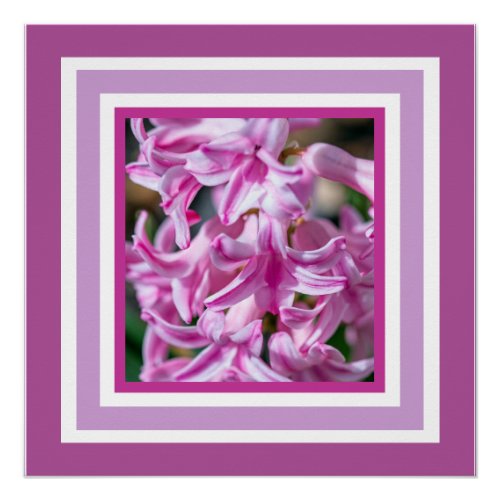 Beautiful Blooming Spring Hyacinth Fragrant Flower Poster