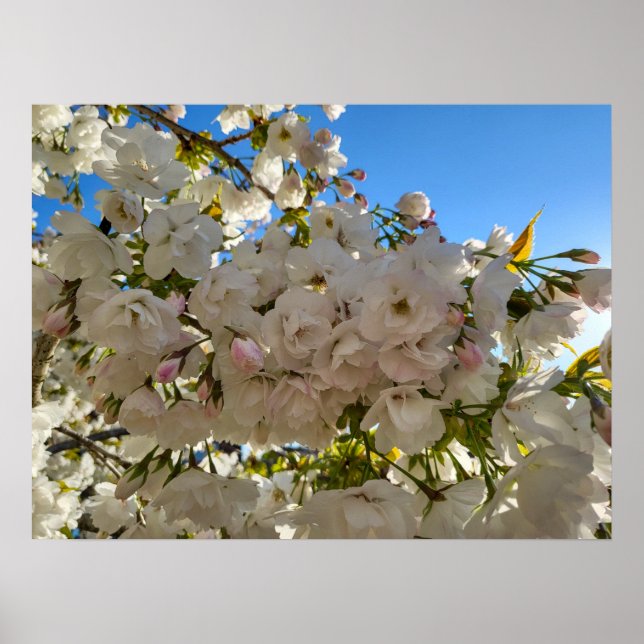 Beautiful Blossom  Poster (Front)