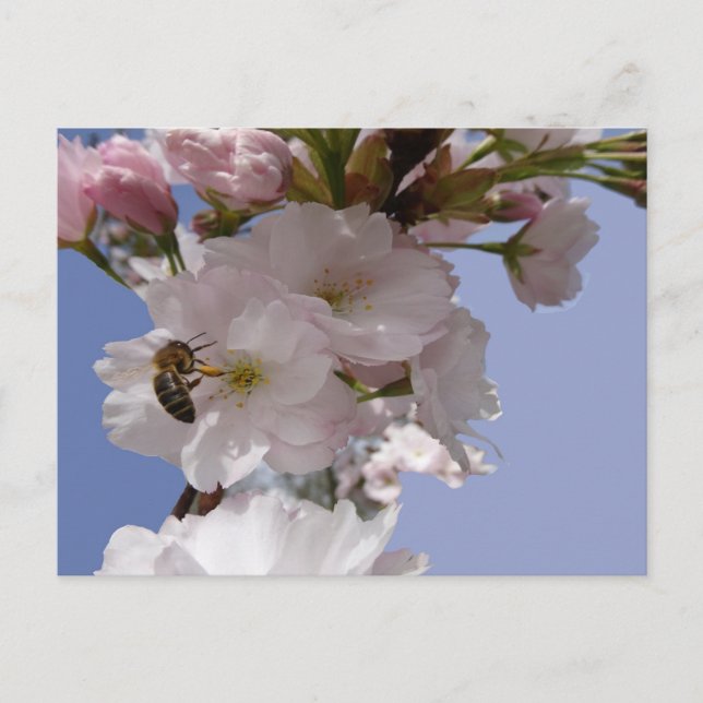 Beautiful Blossoms with Bee DIY Postcard (Front)