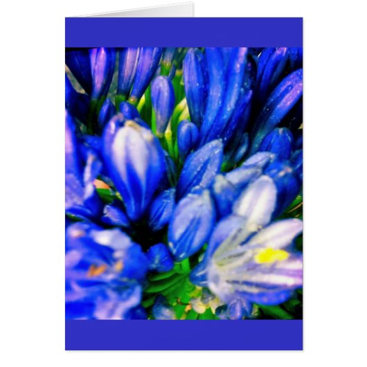 Beautiful Blue Agapanthus Blank Greeing Card (Front)
