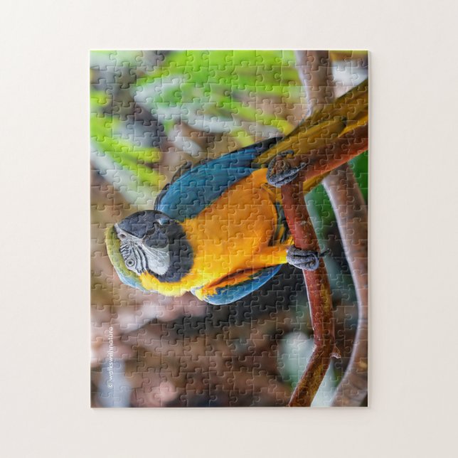 Beautiful Blue and Gold Macaw Jigsaw Puzzle (Vertical)