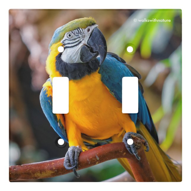 Beautiful Blue and Gold Macaw Light Switch Cover (Front)