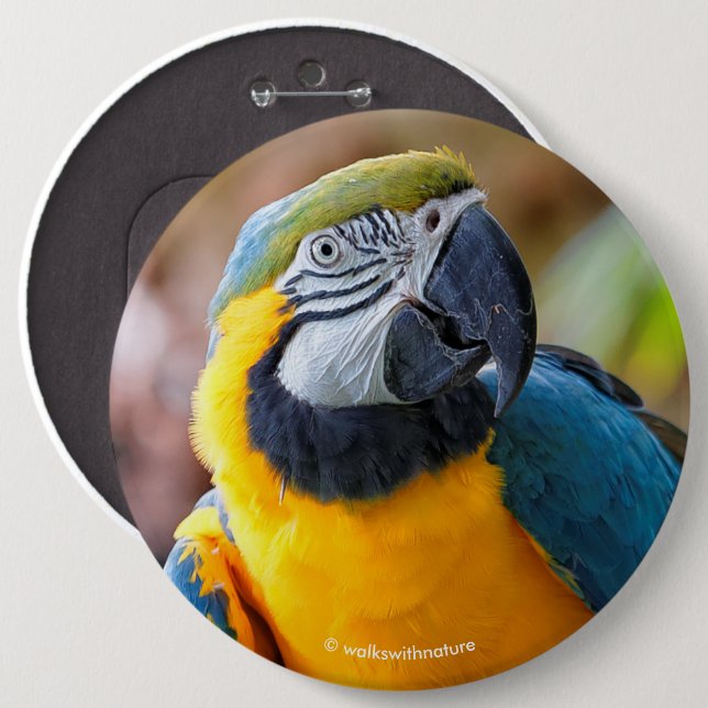 Beautiful Blue and Gold Macaw Pinback Button (Front & Back)