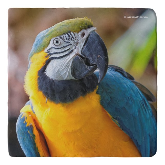 Beautiful Blue and Gold Macaw Trivet (Front)