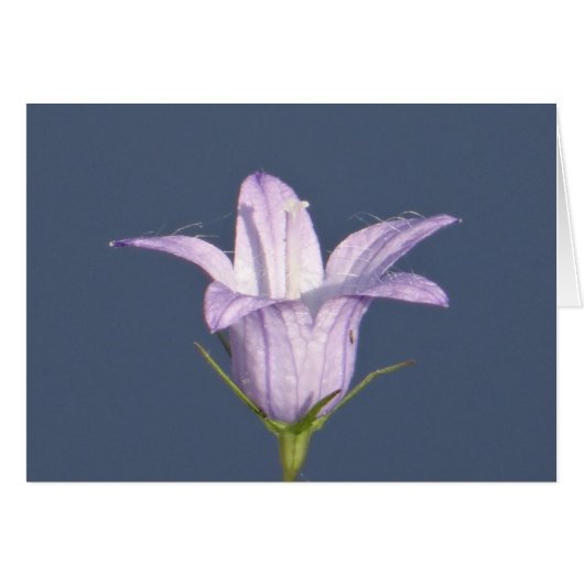 Beautiful blue bell flower (Front Horizontal)