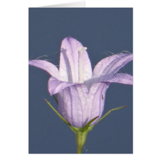 Beautiful blue bell flower cards (Front)