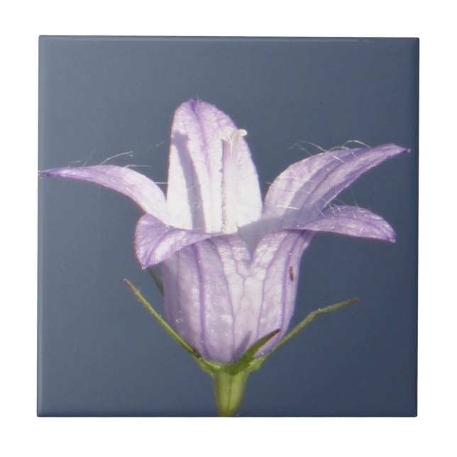 Beautiful blue bell flower ceramic tile (Front)