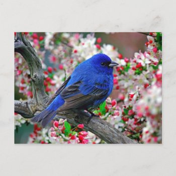 Beautiful Blue Bird Postcard by freya18801 at Zazzle
