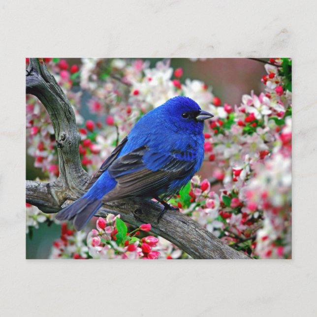Beautiful Blue Bird Postcard (Front)