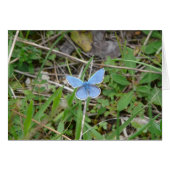 Beautiful Blue Butterfly (Front Horizontal)