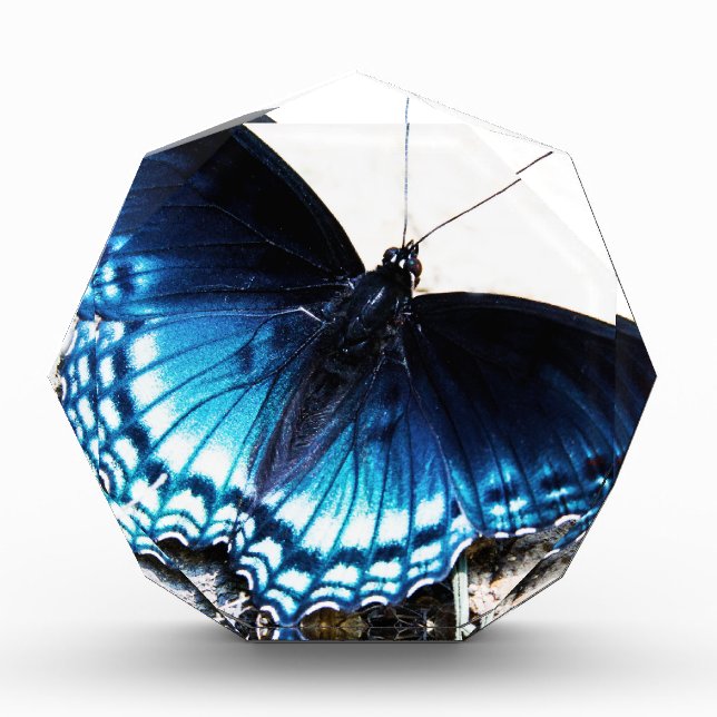 Beautiful Blue Butterfly Award (Front)