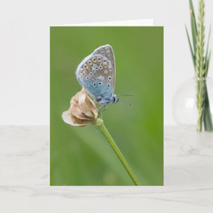 Beautiful Blue Butterfly Blank Greeting Card