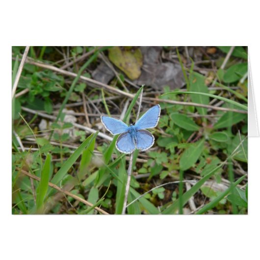 Beautiful Blue Butterfly Cards (Front Horizontal)