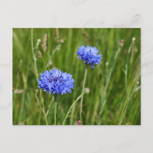 Beautiful Blue Cornflowers meadow flower design Postcard