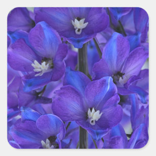 Beautiful blue delphinium square sticker